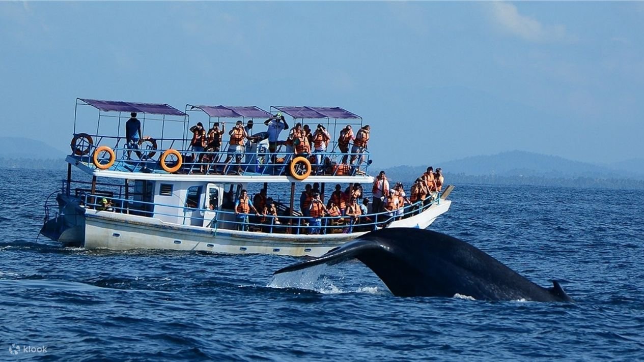Mirissa Blue Whale & Dolphin Watching